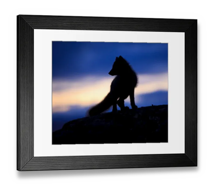 Framed Print : Arctic fox (Vulpes lagopus) silhouetted at twilight, Greenland, August 2009 Framed Print : Arctic fox (Vulpes lagopus) silhouetted at twilight, Greenland, August 2009