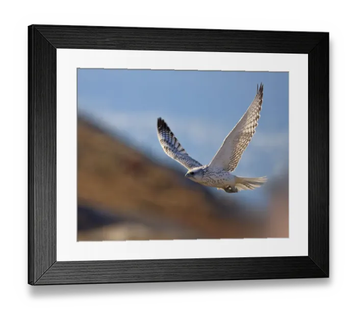 Framed Print : Gyrfalcon (Falco rusticolus) in flight, Disko Bay, Greenland, August 2009 Framed Print : Gyrfalcon (Falco rusticolus) in flight, Disko Bay, Greenland, August 2009