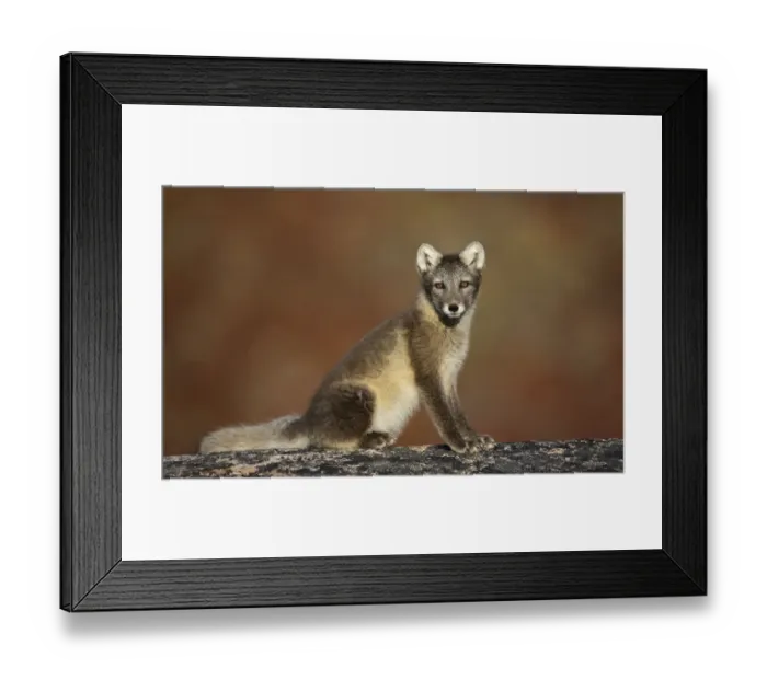 Framed Print : Arctic fox (Vulpes lagopus) sitting, Disko Bay, Greenland, August 2009 Framed Print : Arctic fox (Vulpes lagopus) sitting, Disko Bay, Greenland, August 2009