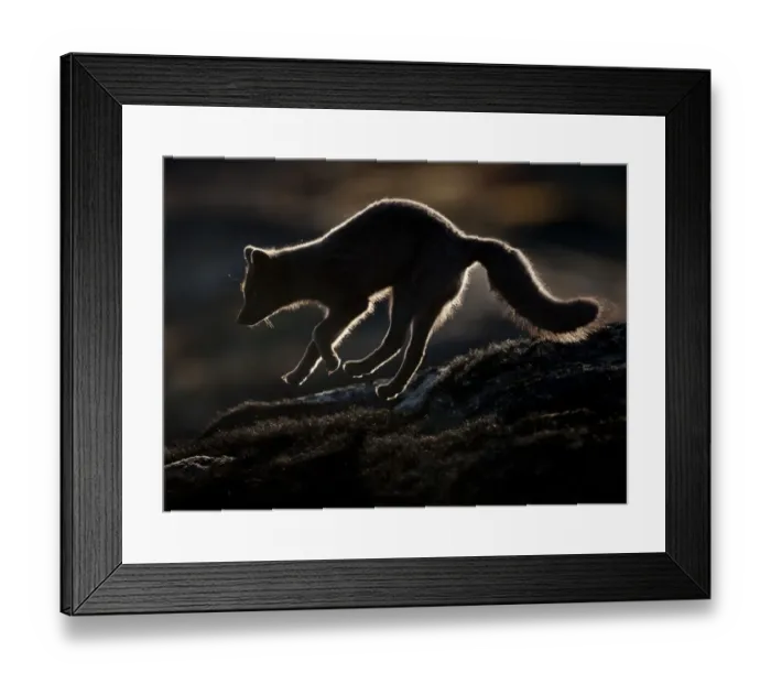 Framed Print : Arctic fox (Vulpes lagopus) silhouetted while jumping, Disko Bay, Greenland, August 2009 Framed Print : Arctic fox (Vulpes lagopus) silhouetted while jumping, Disko Bay, Greenland, August 2009
