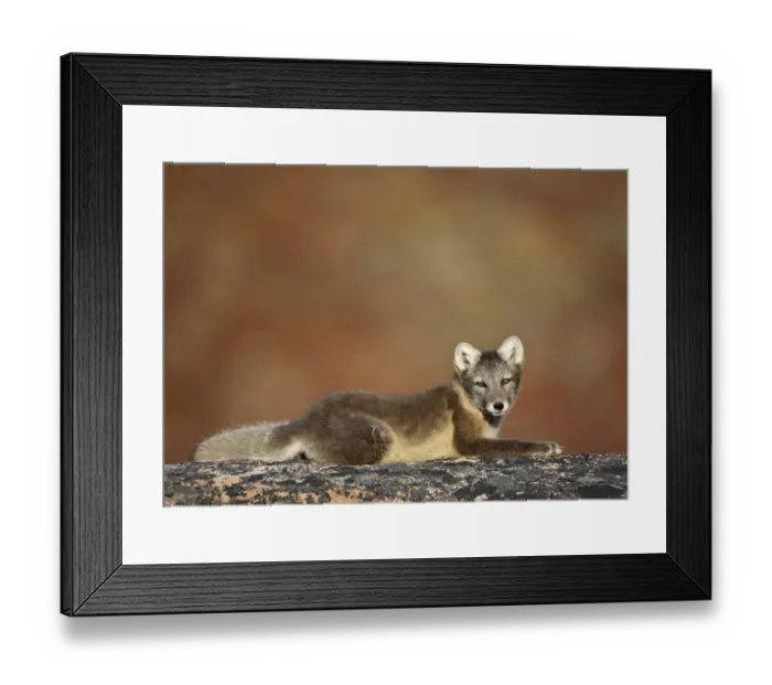 Framed Print : Arctic fox (Vulpes lagopus) lying on rock, Disko Bay, Greenland, August 2009 Framed Print : Arctic fox (Vulpes lagopus) lying on rock, Disko Bay, Greenland, August 2009