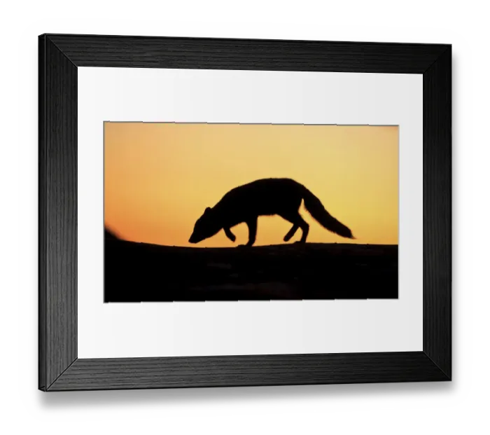 Framed Print : Arctic fox (Vulpes lagopus) silhouetted at sunset, Greenland, August 2009 Framed Print : Arctic fox (Vulpes lagopus) silhouetted at sunset, Greenland, August 2009