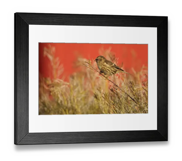 Framed Print : Twite (Carduelis flavirostris) perched, Saqqaq, Greenland, August 2009 Framed Print : Twite (Carduelis flavirostris) perched, Saqqaq, Greenland, August 2009