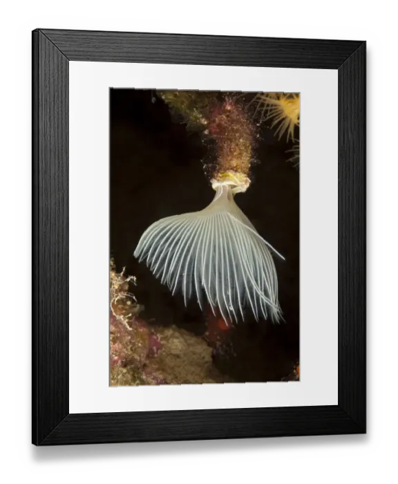 Framed Print : Tube worm (Protula tubularia) Larvotto Marine Reserve, Monaco, Mediterranean Sea Framed Print : Tube worm (Protula tubularia) Larvotto Marine Reserve, Monaco, Mediterranean Sea