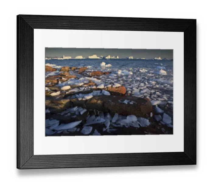 Framed Print : Ice on the coast with icebergs in the distance, Saqqaq, Greenland, August 2009 Framed Print : Ice on the coast with icebergs in the distance, Saqqaq, Greenland, August 2009