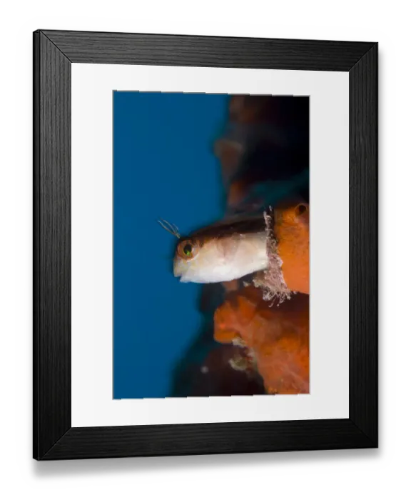 Framed Print : Striped blenny (Parablennius rouxi) looking out of a hole in a rock covered with encrusting sponge