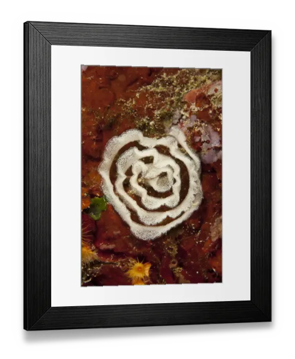 Framed Print : Nudibranch eggs, Larvotto Marine Reserve, Monaco, Mediterranean Sea, July 2009 Framed Print : Nudibranch eggs, Larvotto Marine Reserve, Monaco, Mediterranean Sea, July 2009
