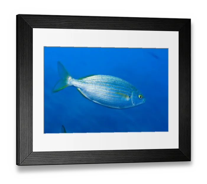 Framed Print : Cow bream / Saupe (Sarpa salpa) Larvotto Marine Reserve, Monaco, Mediterranean Sea Framed Print : Cow bream / Saupe (Sarpa salpa) Larvotto Marine Reserve, Monaco, Mediterranean Sea