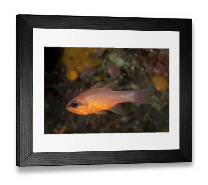 Framed Print : Cardinalfish (Apogon imberbis) Larvotto Marine Reserve, Monaco, Mediterranean Sea Framed Print : Cardinalfish (Apogon imberbis) Larvotto Marine Reserve, Monaco, Mediterranean Sea