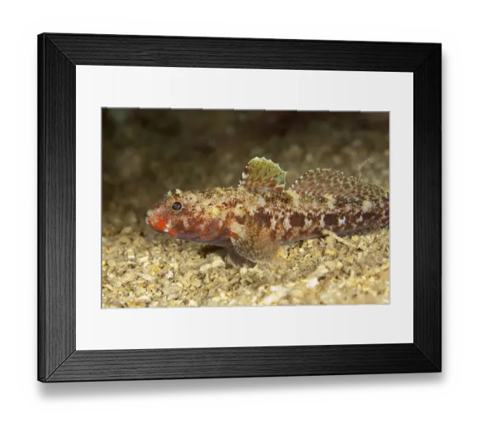 Framed Print : Red mouthed goby (Gobius cruentatus) on seabed, Larvotto Marine Reserve, Monaco, Mediterranean Sea Framed Print : Red mouthed goby (Gobius cruentatus) on seabed, Larvotto Marine Reserve, Monaco, Mediterranean Sea