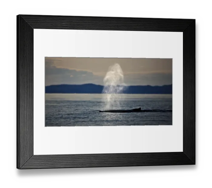 Framed Print : Humpback whale (Megaptera novaengliae) blowing, Disko Bay, Greenland, August 2009 Framed Print : Humpback whale (Megaptera novaengliae) blowing, Disko Bay, Greenland, August 2009