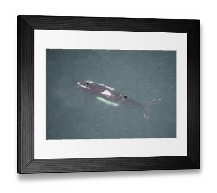 Framed Print : Aerial view of Humpback whale (Megaptera novaeangliae) at surface, Skjalfandi Bay Framed Print : Aerial view of Humpback whale (Megaptera novaeangliae) at surface, Skjalfandi Bay