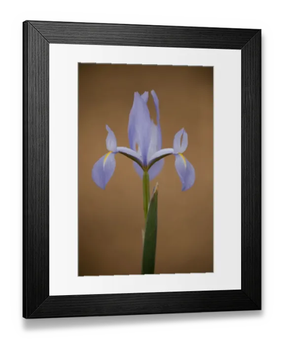 Framed Print : Iris (Iris sp) in flower, Doana National & Natural Park, Huelva Province, Andalusia Framed Print : Iris (Iris sp) in flower, Doana National & Natural Park, Huelva Province, Andalusia