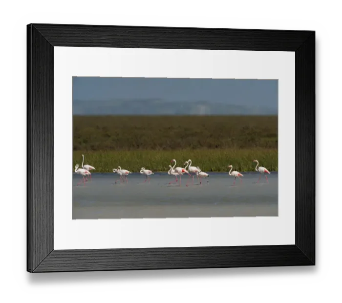 Framed Print : Greater flamingos (Phoenicopterus ruber) in lagoon, Doana National & Natural Park Framed Print : Greater flamingos (Phoenicopterus ruber) in lagoon, Doana National & Natural Park