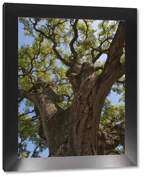 Cork oak tree (Quercus suber) Doana National & Natural Park, Huelva Province, Andalusia