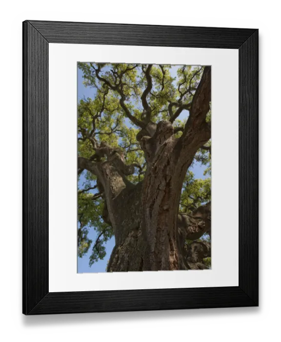 Framed Print : Cork oak tree (Quercus suber) Doana National & Natural Park, Huelva Province, Andalusia Framed Print : Cork oak tree (Quercus suber) Doana National & Natural Park, Huelva Province, Andalusia