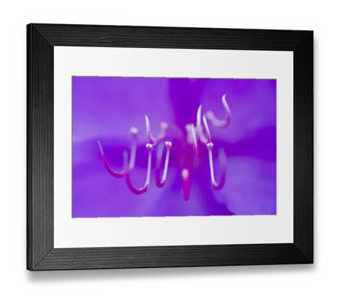 Framed Print : Princess flower (Tibouchina semidecandra) close-up, Madeira, March 2009 Framed Print : Princess flower (Tibouchina semidecandra) close-up, Madeira, March 2009