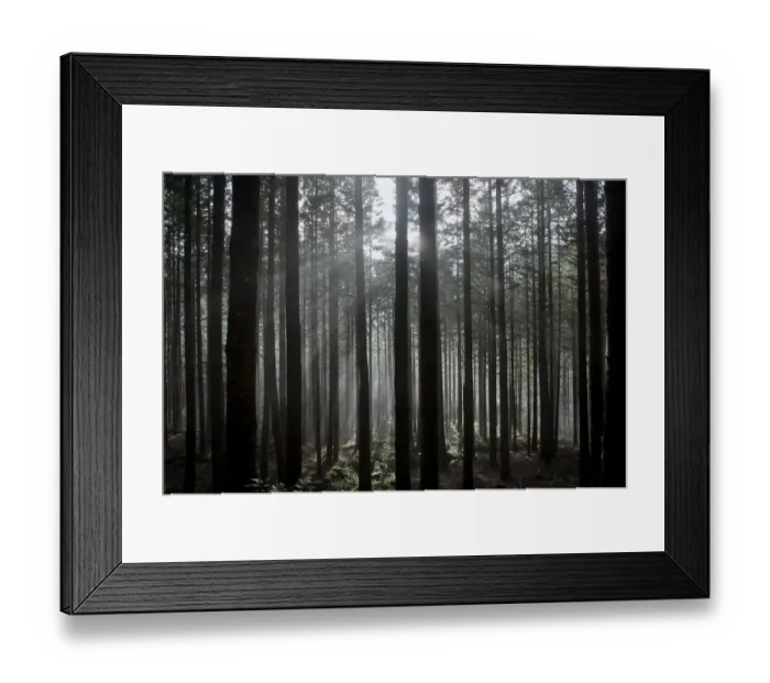 Framed Print : Pine forest with rays of light shining through trees, Montado do Barreiro Natural Park Framed Print : Pine forest with rays of light shining through trees, Montado do Barreiro Natural Park