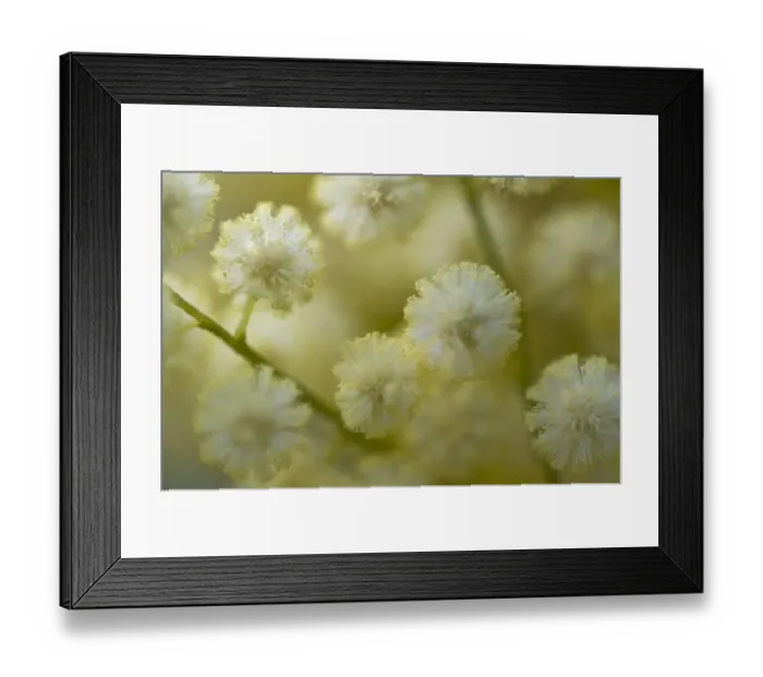 Framed Print : White mimosa tree (Acacia dealbata) flowers, Madeira, March 2009 Framed Print : White mimosa tree (Acacia dealbata) flowers, Madeira, March 2009