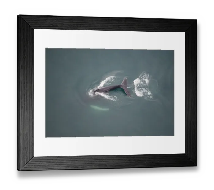 Framed Print : Aerial view of Humpback whale (Megaptera novaeangliae) fluking, Skjalfandi Bay, Northern Iceland Framed Print : Aerial view of Humpback whale (Megaptera novaeangliae) fluking, Skjalfandi Bay, Northern Iceland