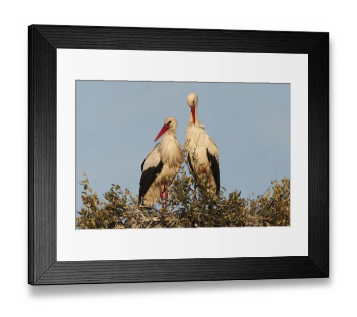 Framed Print : White stork (Ciconia ciconia) pair on nest, wetland reserve, Doana National & Natural Park Framed Print : White stork (Ciconia ciconia) pair on nest, wetland reserve, Doana National & Natural Park