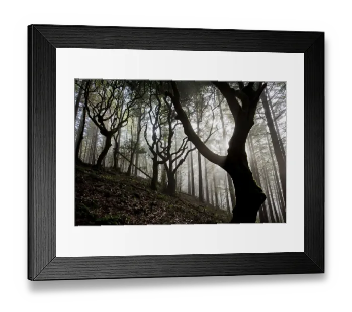 Framed Print : Woodland with sun shining through mist, Montado do Barreiro Natural Park, Madeira Framed Print : Woodland with sun shining through mist, Montado do Barreiro Natural Park, Madeira
