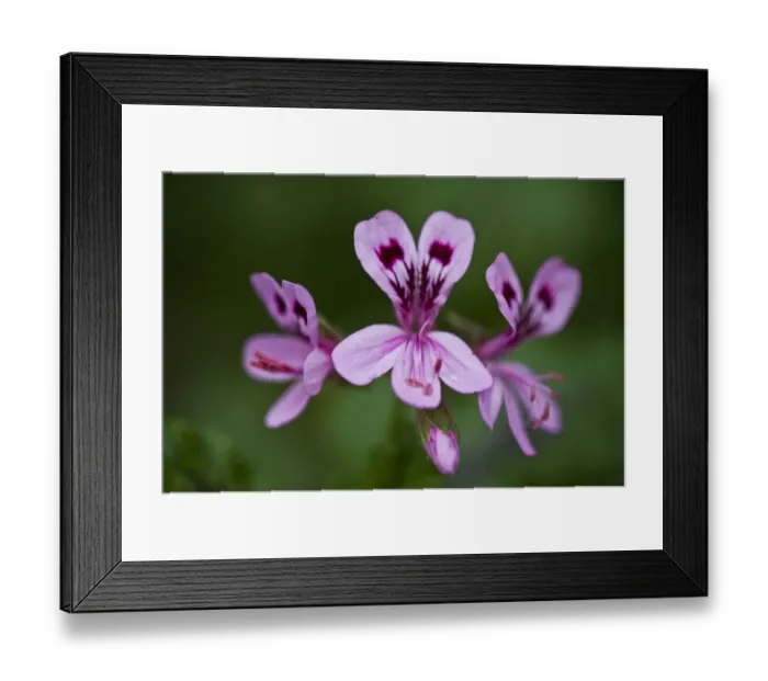 Framed Print : Clammy cranes bill, (Pelargonium glutinosum) flowers, Madeira, March 2009 Framed Print : Clammy cranes bill, (Pelargonium glutinosum) flowers, Madeira, March 2009