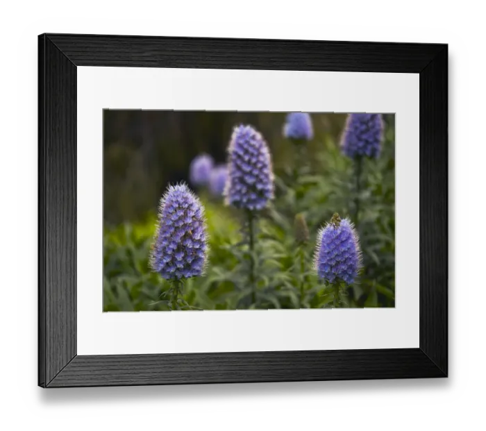 Framed Print : Pride of Maderia (Echium candicans) flowers, Madeira, March 2009 Framed Print : Pride of Maderia (Echium candicans) flowers, Madeira, March 2009