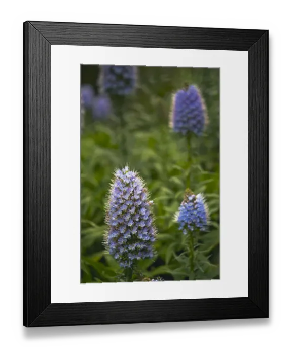 Framed Print : Pride of Maderia (Echium candicans) flowers, Madeira, March 2009