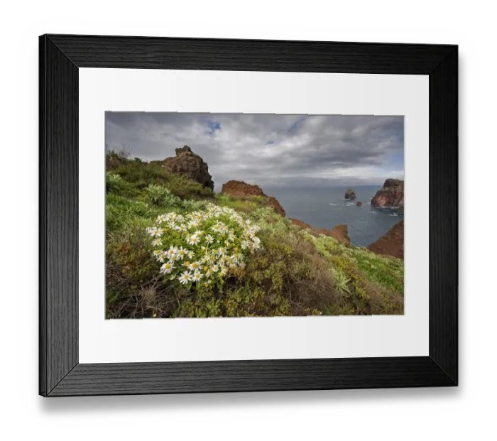 Framed Print : African daisy (Arctotis hybrids) plant flowering on cliff top, Ponta de Sao Lourenco Framed Print : African daisy (Arctotis hybrids) plant flowering on cliff top, Ponta de Sao Lourenco