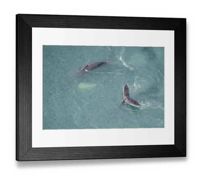Framed Print : Aerial view of Humpback whales (Megaptera novaeangliae) fluking, Skjalfandi Bay, Northern Iceland Framed Print : Aerial view of Humpback whales (Megaptera novaeangliae) fluking, Skjalfandi Bay, Northern Iceland