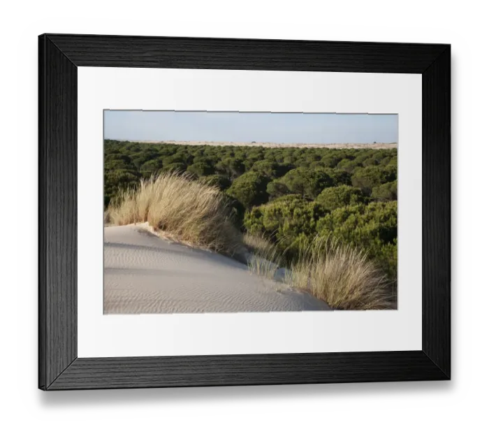 Framed Print : Sand dunes encroaching on Pine trees (Pinus sp) with Marram grass (Ammophila arenaria) Framed Print : Sand dunes encroaching on Pine trees (Pinus sp) with Marram grass (Ammophila arenaria)