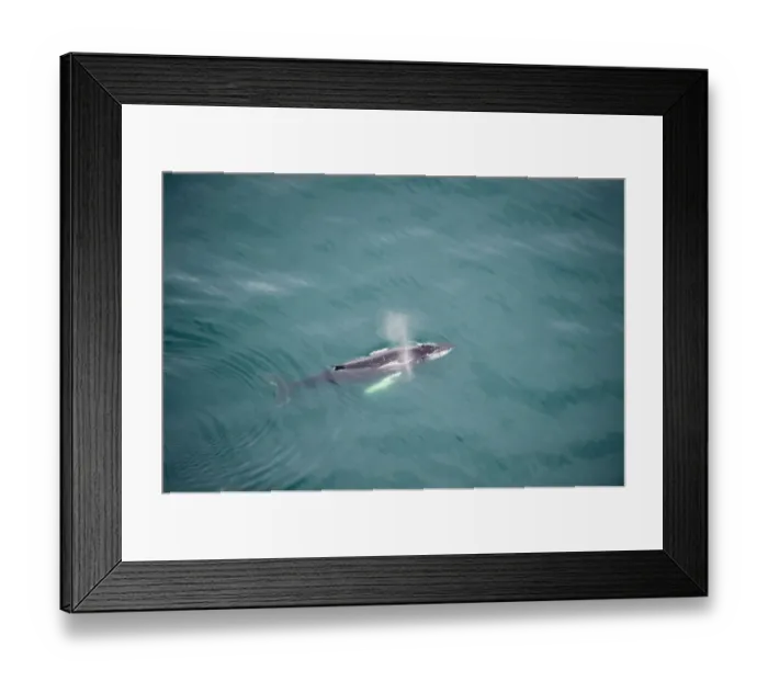 Framed Print : Aerial view of Humpback whale (Megaptera novaeangliae) blowing / spouting, Skjalfandi Bay Framed Print : Aerial view of Humpback whale (Megaptera novaeangliae) blowing / spouting, Skjalfandi Bay