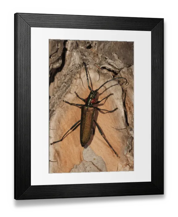 Framed Print : Longhorn beetle (Agapanthia ? sp) on wood, Doana National & Natural Park, Huelva Province Framed Print : Longhorn beetle (Agapanthia ? sp) on wood, Doana National & Natural Park, Huelva Province