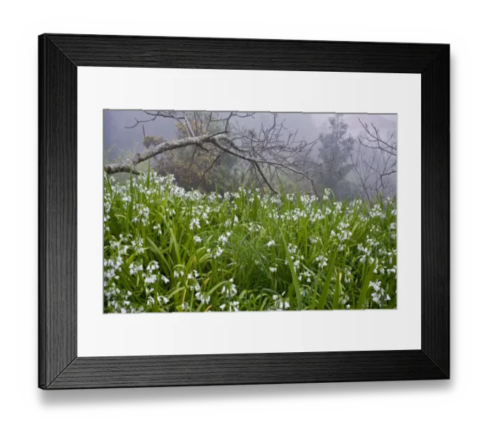 Framed Print : Three-cornered garlic (Allium triquetrum) flowering, Madeira, March 2009 Framed Print : Three-cornered garlic (Allium triquetrum) flowering, Madeira, March 2009