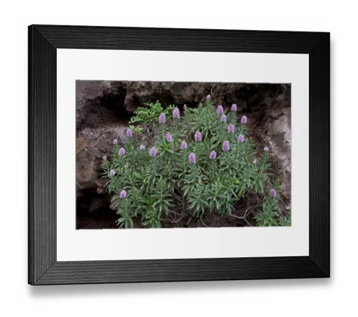 Framed Print : Pride of Maderia (Echium candicans) in flower, Madeira, March 2009 Framed Print : Pride of Maderia (Echium candicans) in flower, Madeira, March 2009