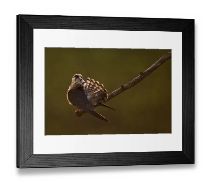 Framed Print : Red footed falcon (Falco vespertinus) on branch preening, at sunset, Hortobagy National Park Framed Print : Red footed falcon (Falco vespertinus) on branch preening, at sunset, Hortobagy National Park