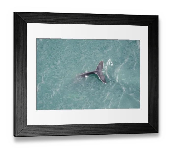 Framed Print : Aerial view of Humpback whale (Megaptera novaeangliae) fluking, Skjalfandi Bay, Northern Iceland Framed Print : Aerial view of Humpback whale (Megaptera novaeangliae) fluking, Skjalfandi Bay, Northern Iceland