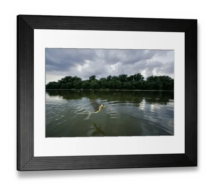 Framed Print : Tisza mayfly (Palingenia longicauda) in flight, Tisza river, Hungary, June 2009 Framed Print : Tisza mayfly (Palingenia longicauda) in flight, Tisza river, Hungary, June 2009