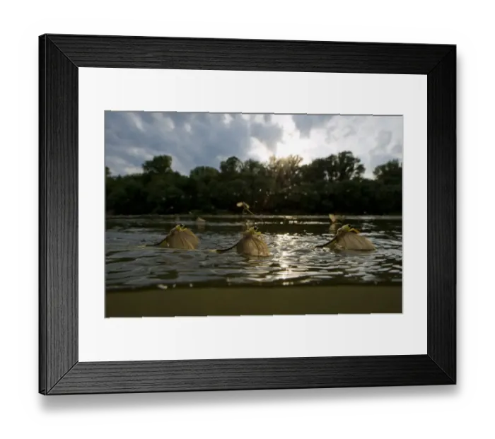 Framed Print : Three Tisza mayflies (Palingenia longicauda) taking off, Tisza river, Hungary, June 2009