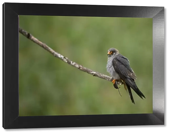 Red footed falcon (Falco vespertinus) perched on branch with a mouse in its claws