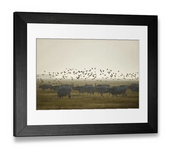 Framed Print : Hungarian grey cattle (Bos primigenius taurus hungaricus) with European starlings Framed Print : Hungarian grey cattle (Bos primigenius taurus hungaricus) with European starlings