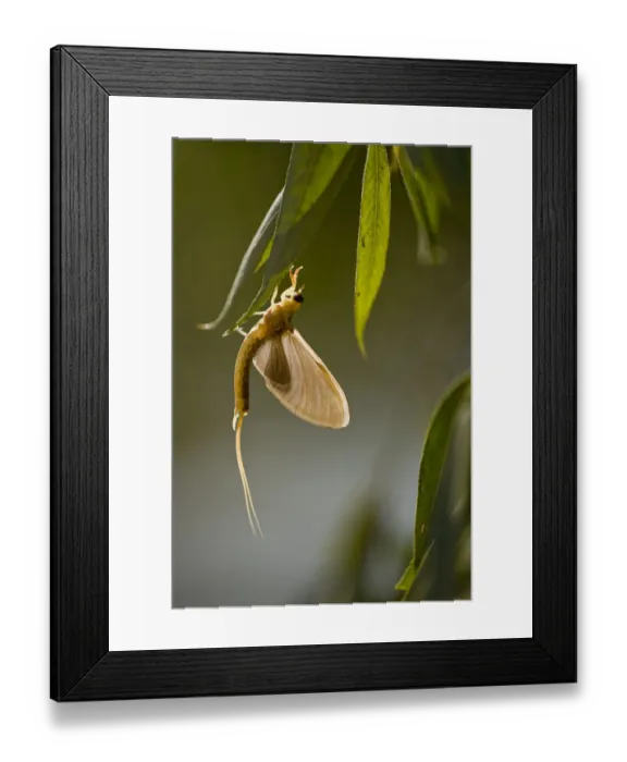 Framed Print : Tisza mayfly (Palingenia longicauda) hanging from a leaf during moult, Hungary, June 2009 Framed Print : Tisza mayfly (Palingenia longicauda) hanging from a leaf during moult, Hungary, June 2009