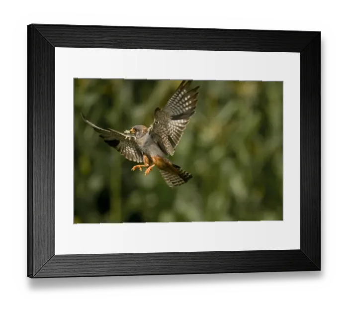 Framed Print : Red footed falcon (Falco vespertinus) in flight carrying insect prey for young, Hortobagy