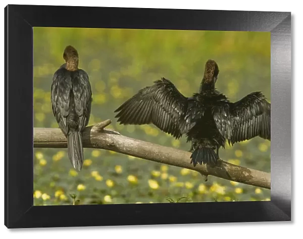 Rear view of Two Pygmy cormorants (Microcarbo pygmeus) perched on a branch, one with