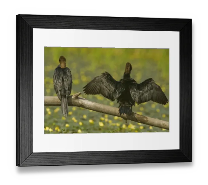 Framed Print : Rear view of Two Pygmy cormorants (Microcarbo pygmeus) perched on a branch, one with Framed Print : Rear view of Two Pygmy cormorants (Microcarbo pygmeus) perched on a branch, one with