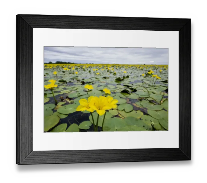 Framed Print : Fringed water lilies / Yellow floating heart (Nymphoides peltata) flowers on lake Framed Print : Fringed water lilies / Yellow floating heart (Nymphoides peltata) flowers on lake