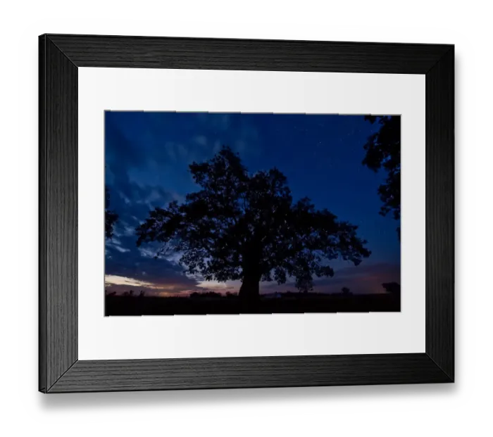 Framed Print : Oak tree, the oldest tree in Hortobagy National Park, Hungary, July 2009