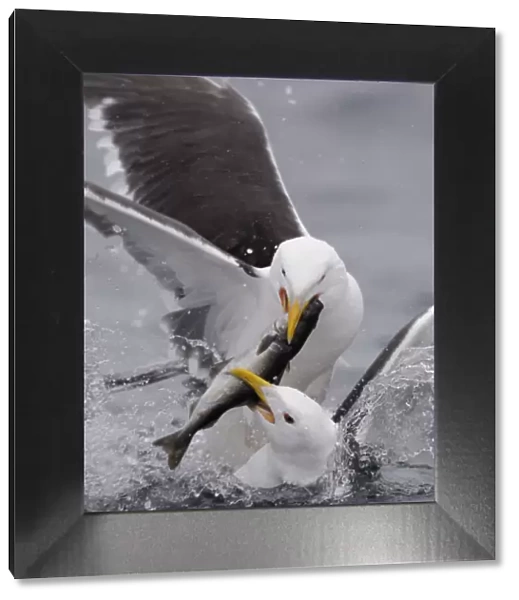 Two Greater black backed gulls (Larus marinus) fighting over fish, Flatanger, Norway