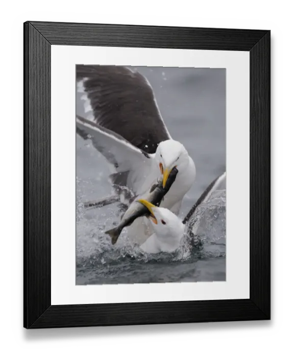Framed Print : Two Greater black backed gulls (Larus marinus) fighting over fish, Flatanger, Norway